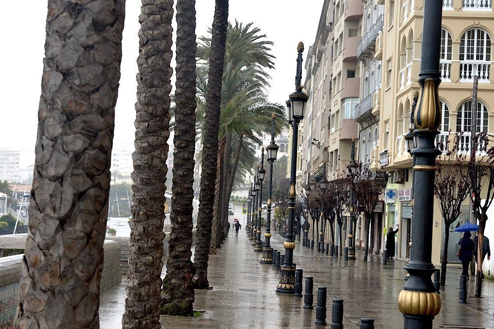 La Ciudad realiza un estudio sobre los riesgos de palmeras situadas en espacios públicos
