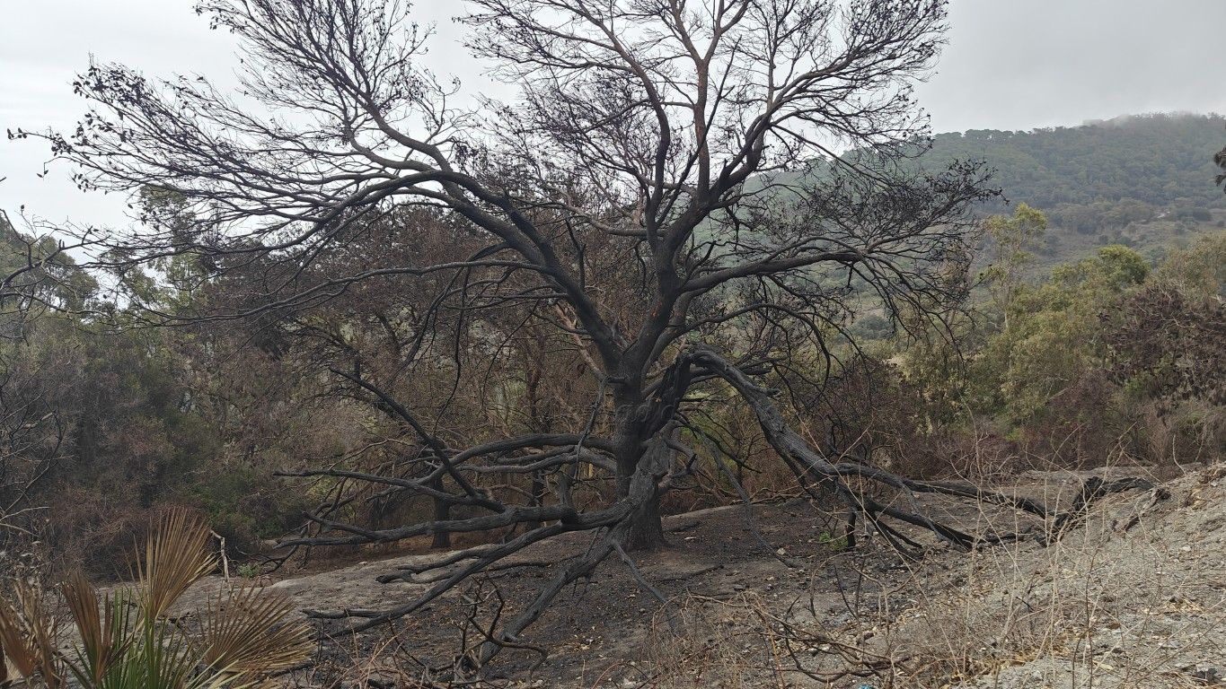 El PSOE solicita la limpieza de los montes por el alto riesgo de incendios