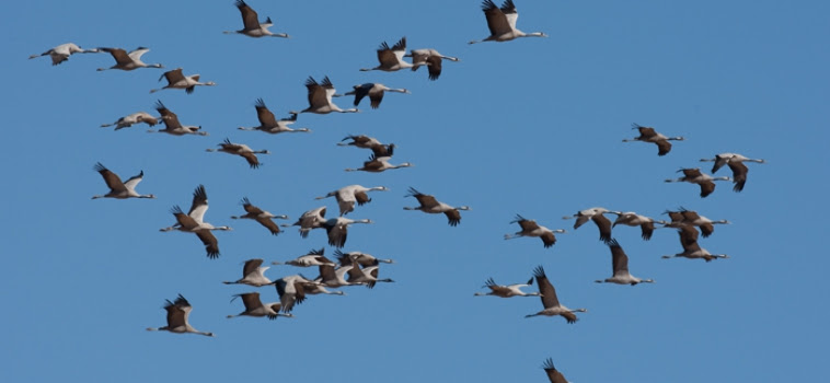Comienza el gran viaje de las aves migratorias que llegan este otoño
