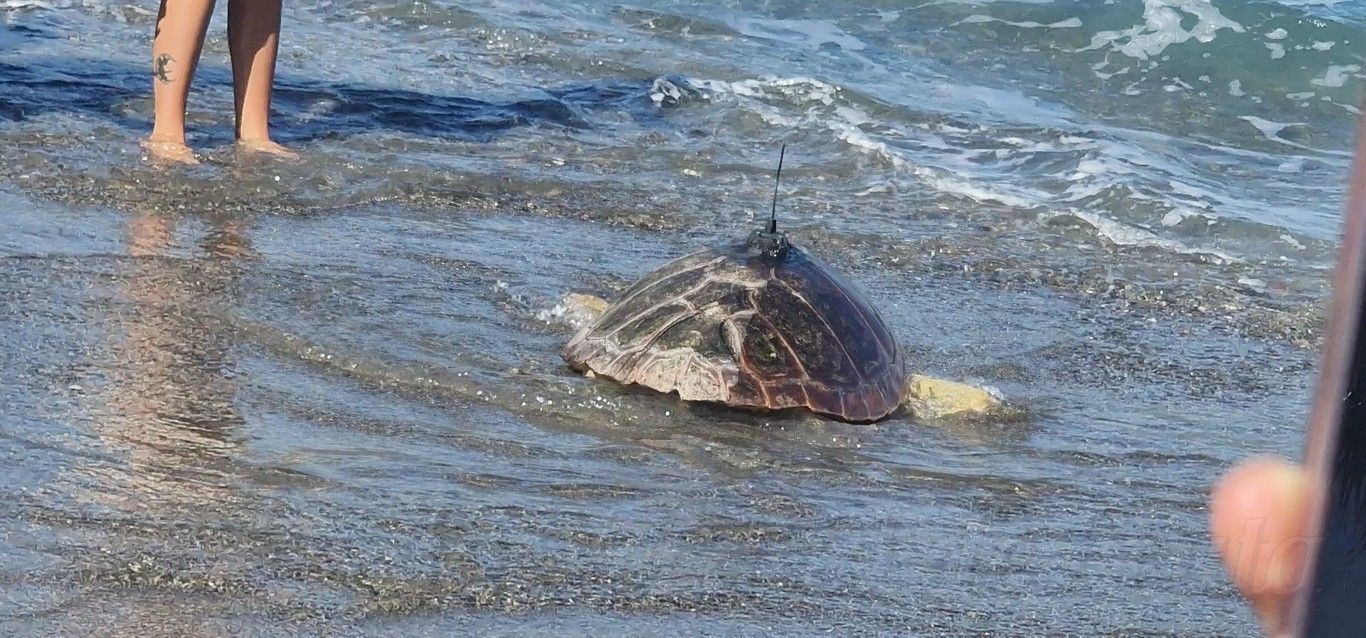 CECAM suelta tortugas 1409 01