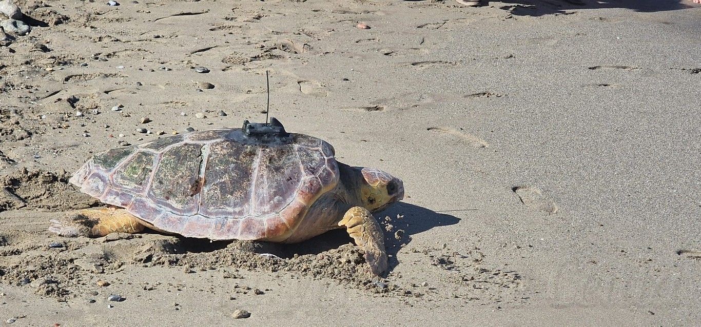 CECAM suelta tortugas 1409 02