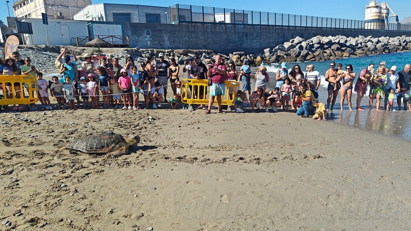CECAM suelta tortugas 1409 12