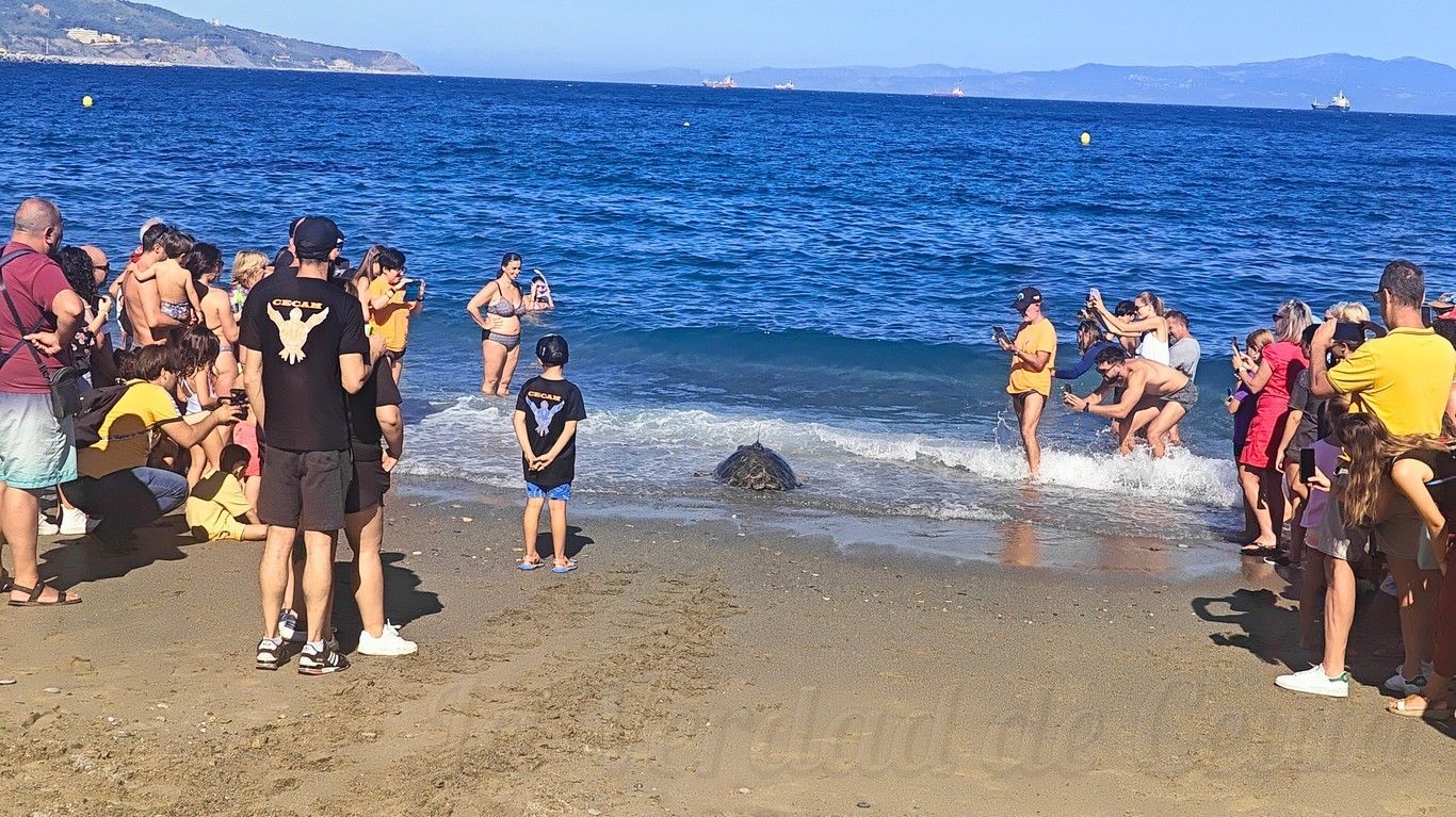 Dos tortugas marinas recuperadas por el CECAM regresan al mar en la playa de San Amaro