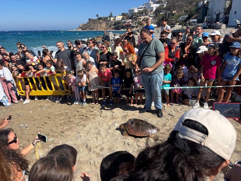 Jornada de limpieza y liberación de tortugas en la playa de San Amaro