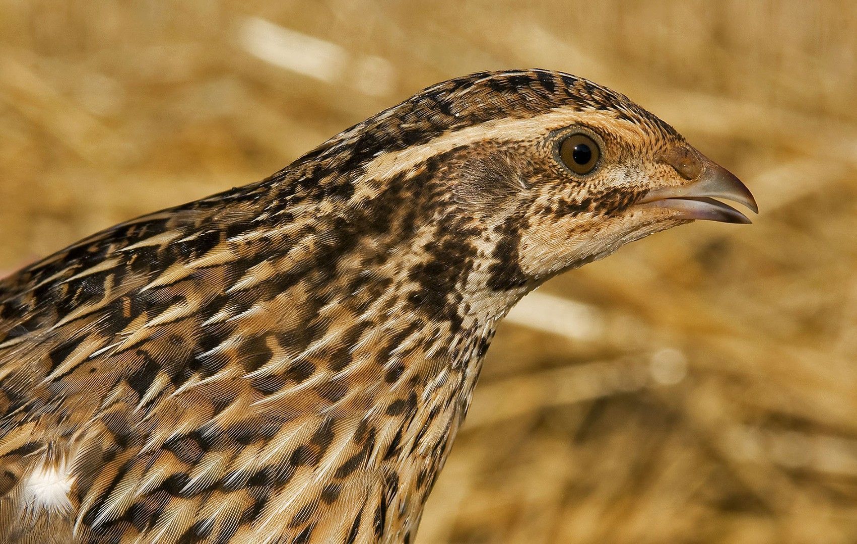 Reclaman la inclusión de la codorniz común en el catálogo español de especies amenazadas