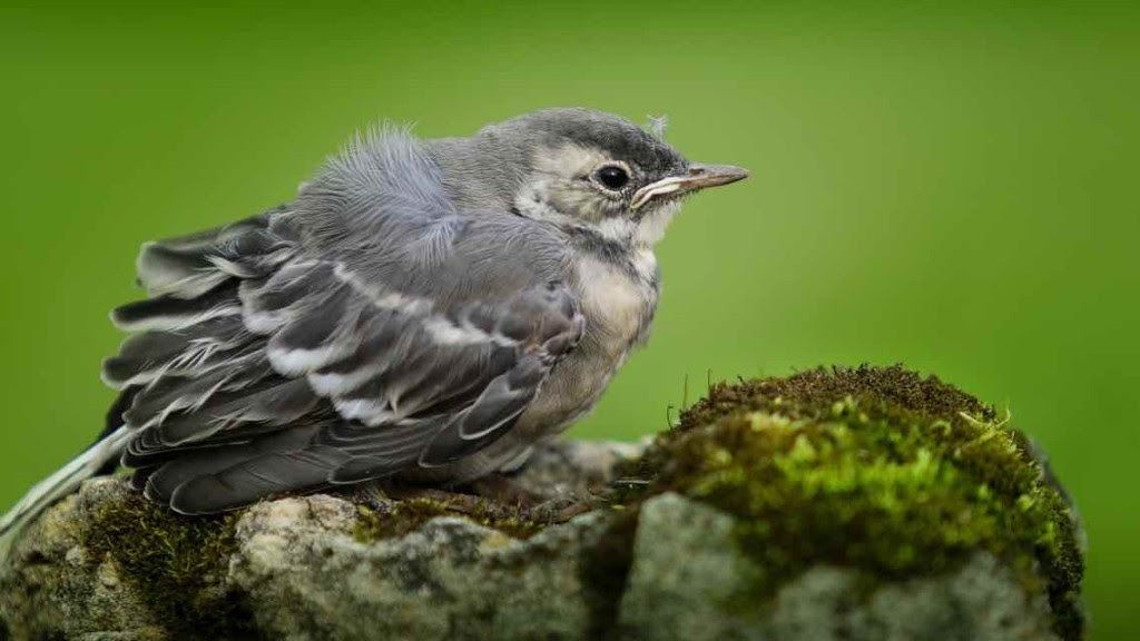 SEO alerta sobre la vulnerabilidad de las aves urbanas