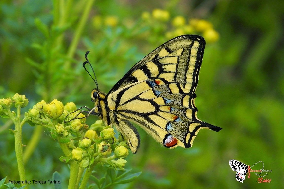 Un estudio en Ceuta identifica 48 mariposas diurnas y suma a Papilio saharae como nueva especie para España