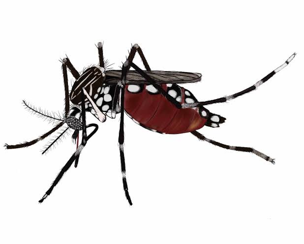Chikungunya: qué es, cómo afecta y cuál es la situación en China y en España