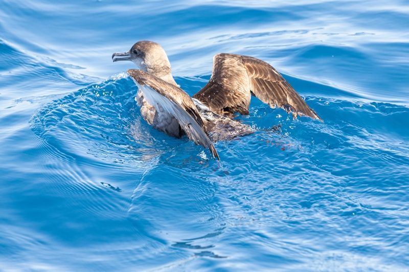 En marcha un proyecto para mejorar el estado de conservación de las aves marinas