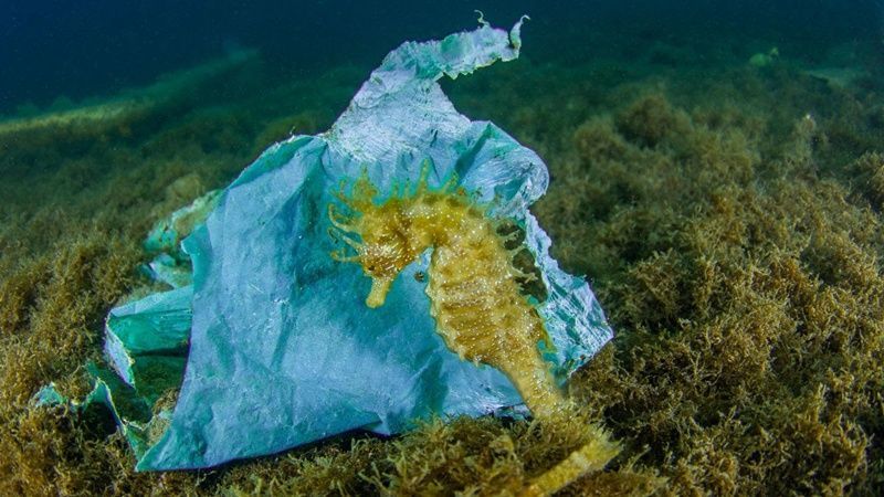 Denuncian la alarmante situación de los caballitos de mar