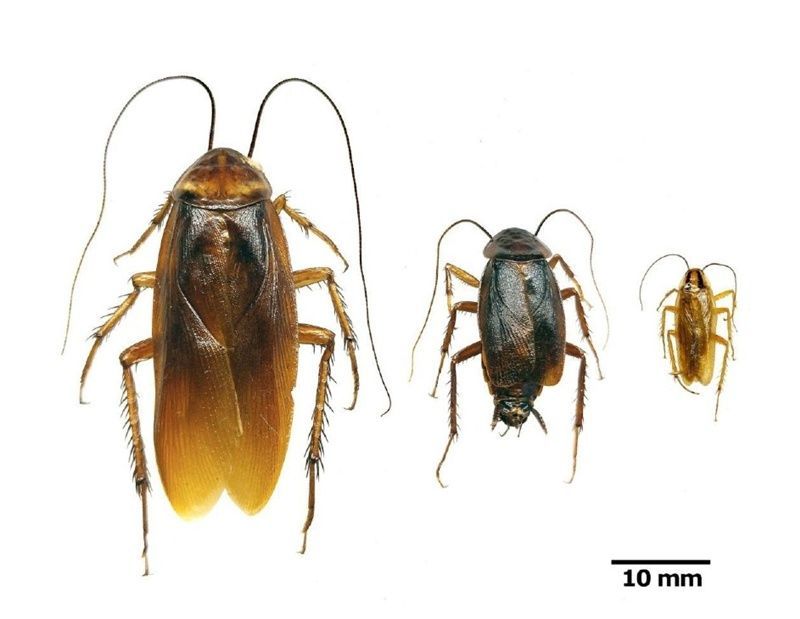 La cucaracha americana llega al 88% de las provincias españolas, entre ellas a Ceuta