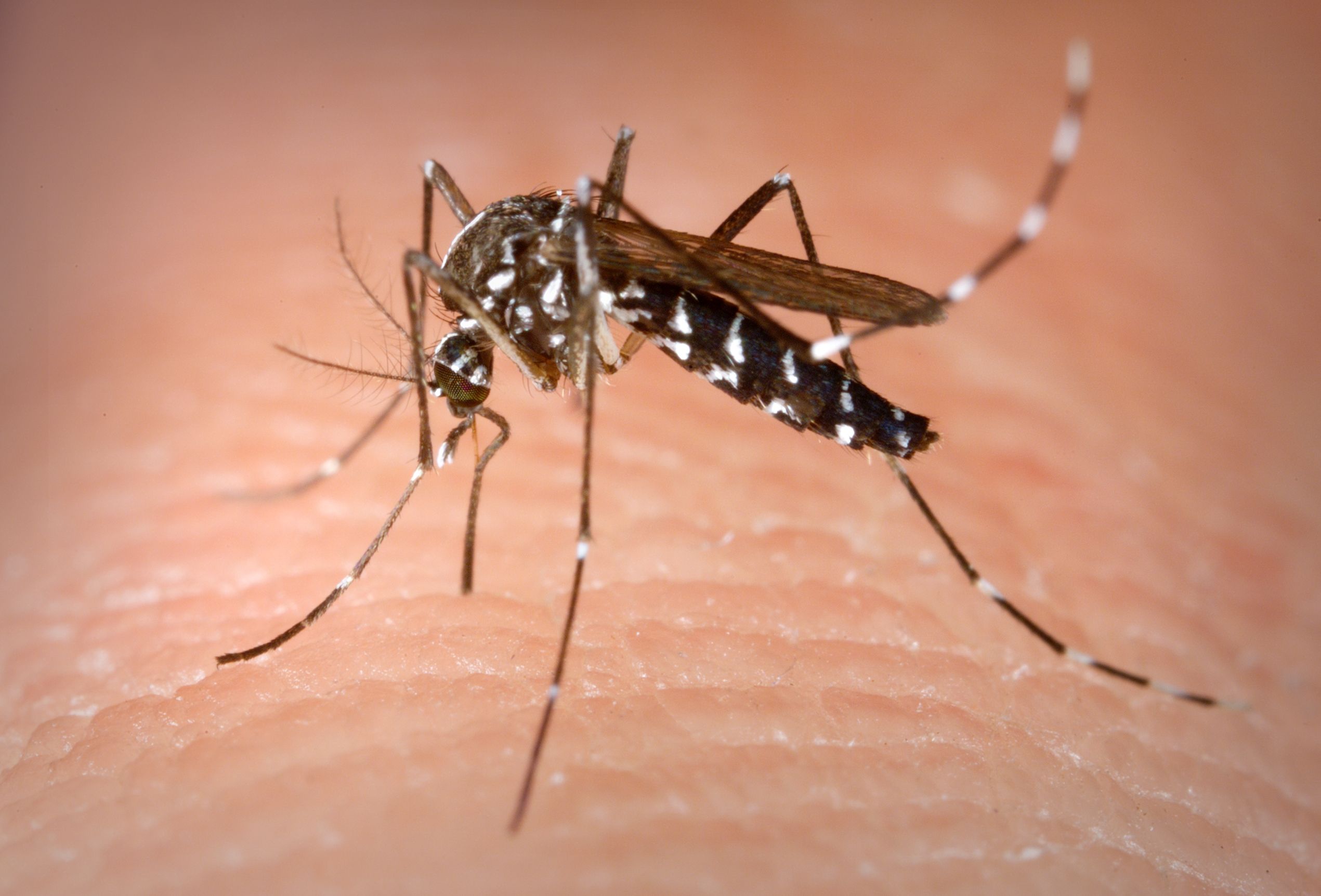 Retoman la vigilancia en Ceuta del mosquito tigre con 28 estaciones de muestreo y 104 trampas