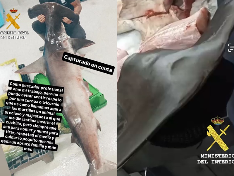 Tres investigados en Ceuta por la captura y venta de un tiburón martillo