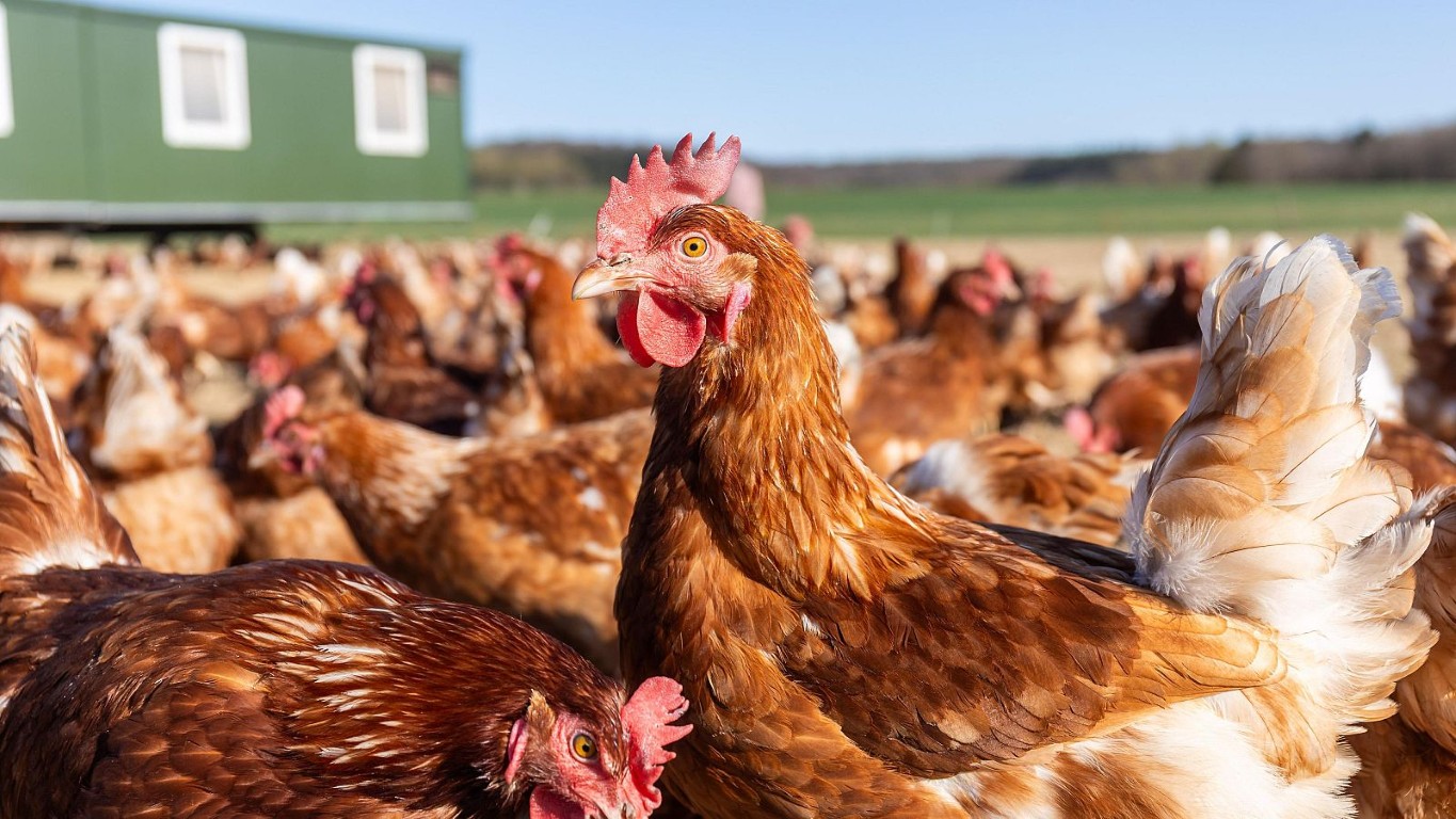 El Gobierno confina todas las explotaciones de aves de corral al aire libre por la gripe aviar