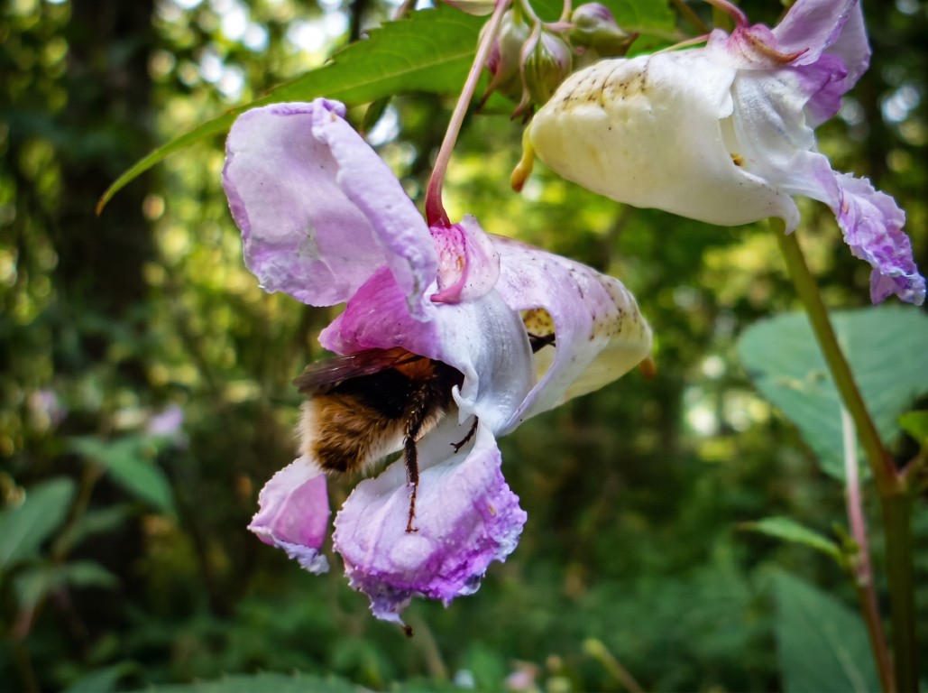 Un estudio revela que la introducción de plantas invasoras puede alterar en pocos días la polinización de especies nativas
