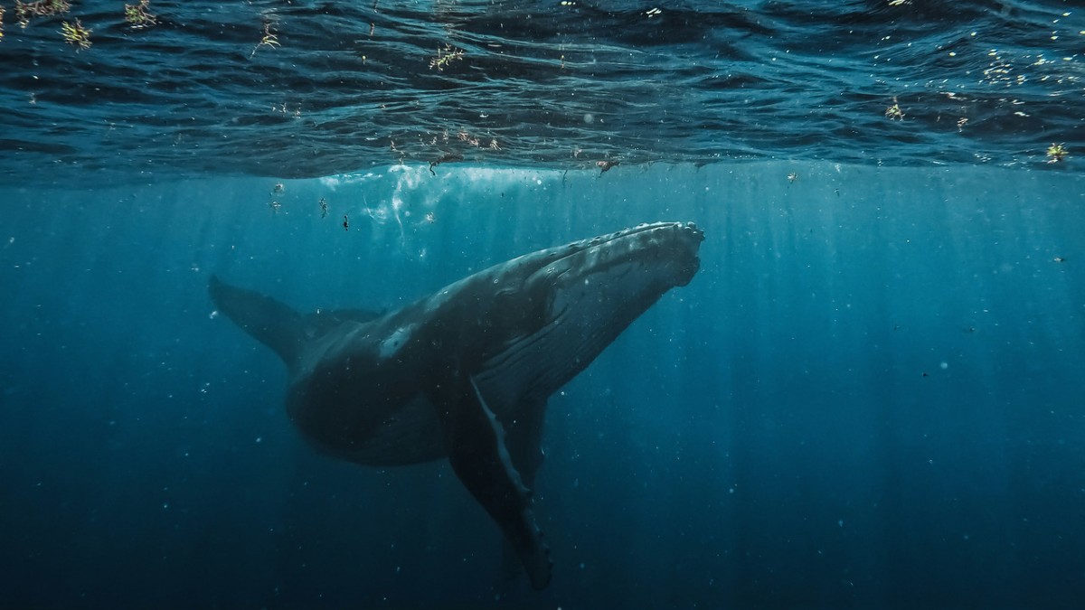 El Día Mundial de las Ballenas y los Delfines llama a reforzar la protección de los mamíferos marinos