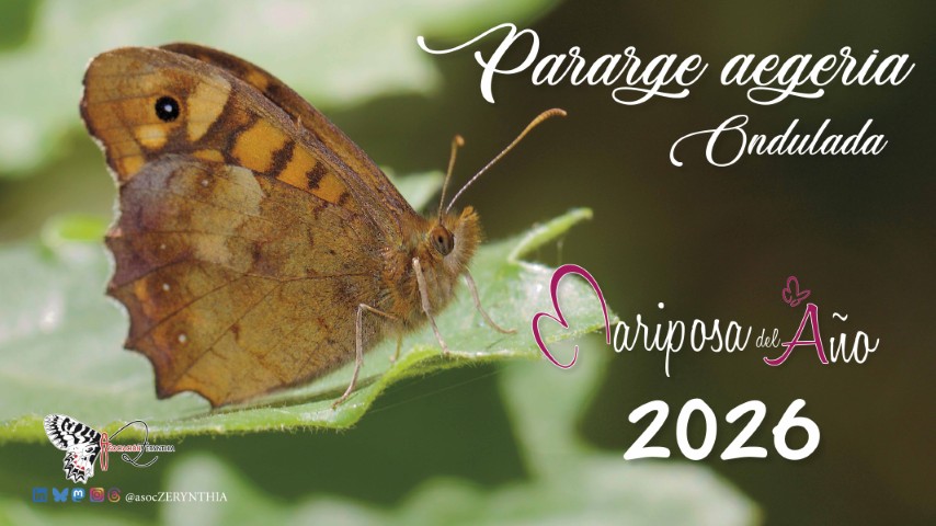 La mariposa ondulada, que se encuentra en Ceuta, elegida “Mariposa del año”