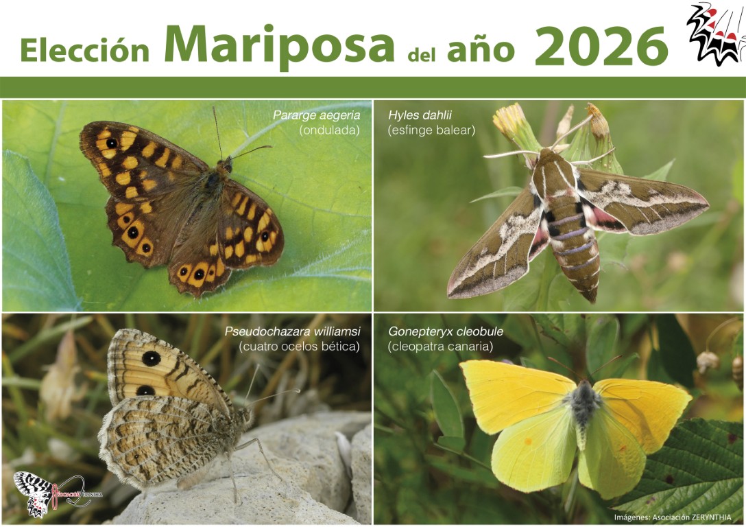 Tres mariposas diurnas y una nocturna optan al título de “Mariposa del Año”
