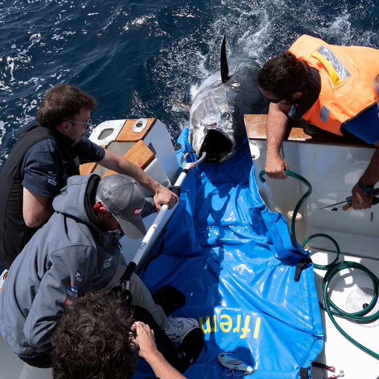 Ceuta refuerza su papel científico en el estudio del atún rojo con 15 ejemplares marcados en el Estrecho