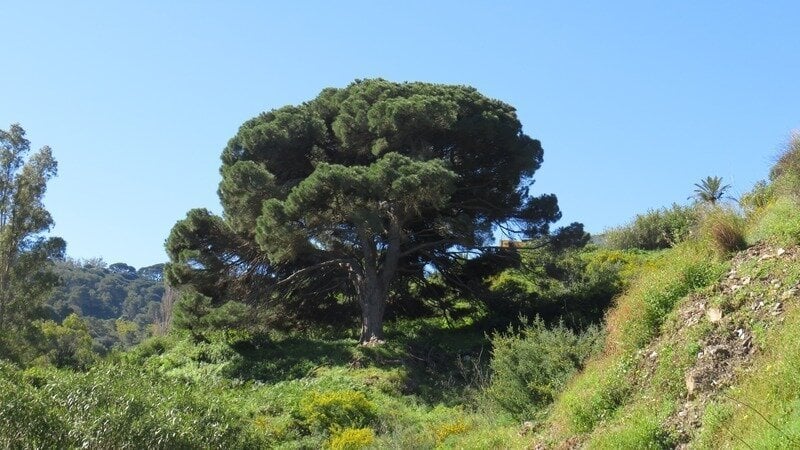El caso del pino de Calamocarro reabre el debate sobre la gestión ambiental de Ramírez