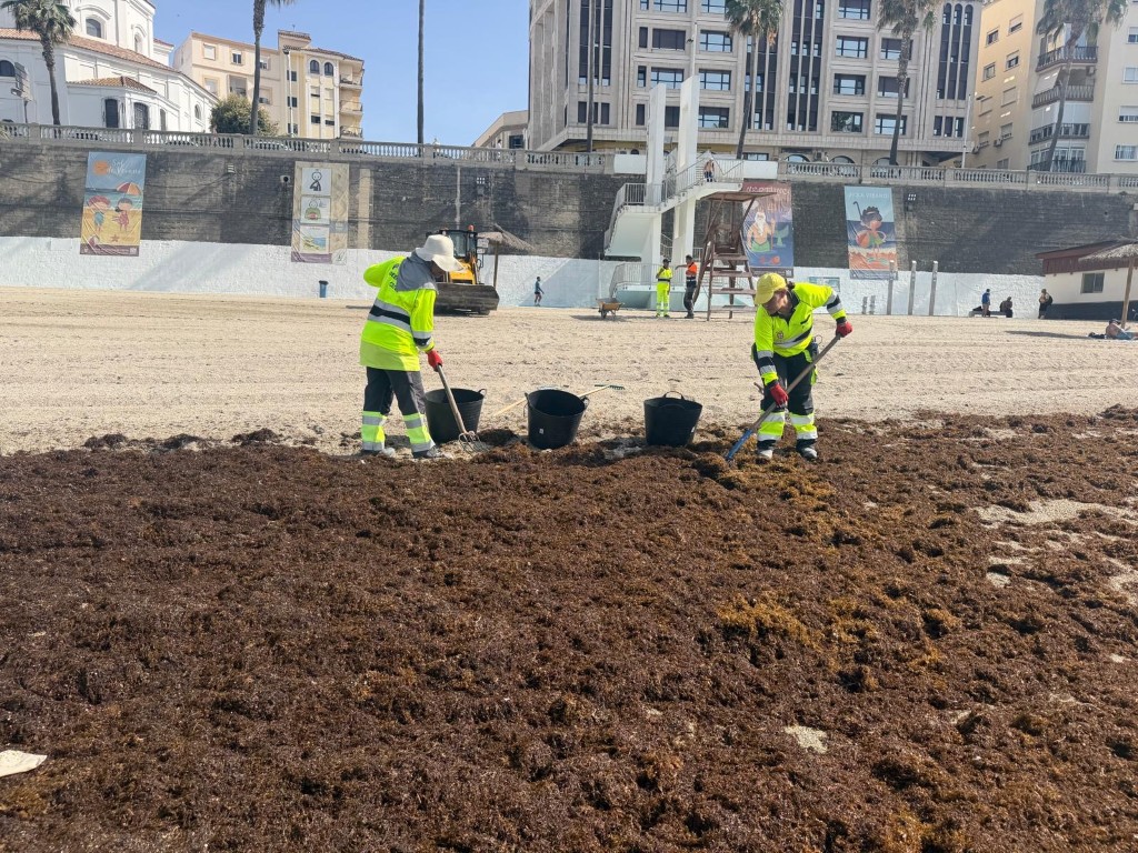 La Ciudad continúa retirando algas de las playas