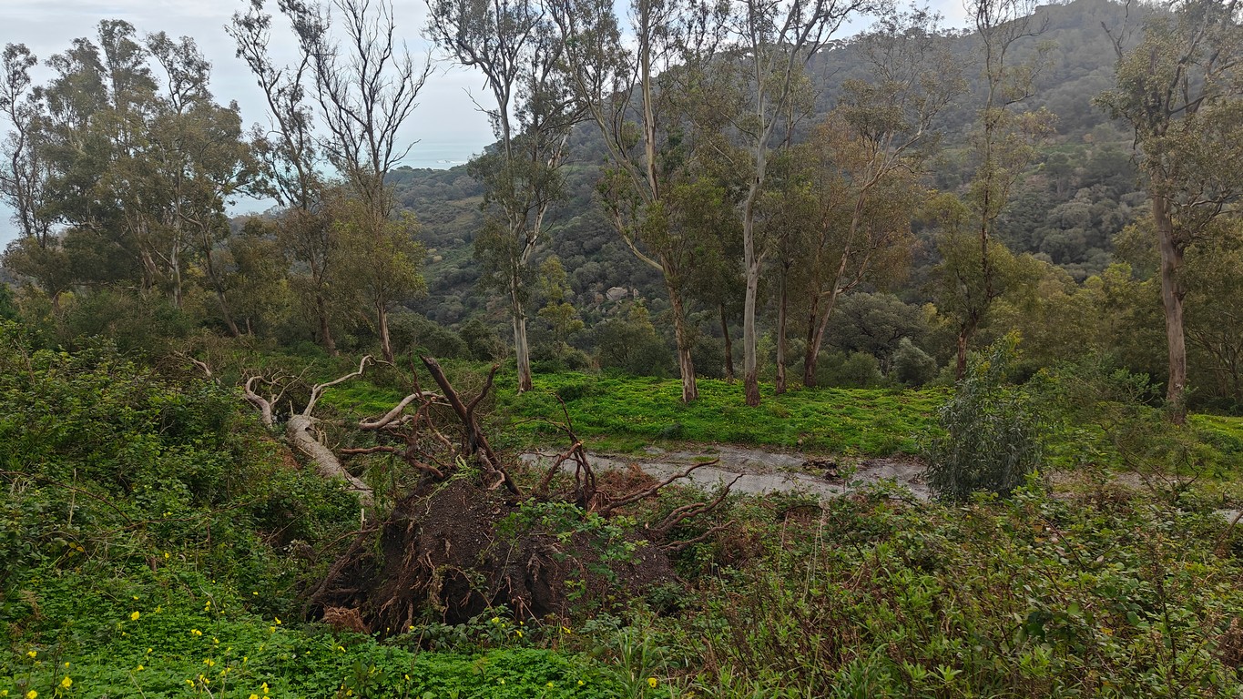 Medio Ambiente autoriza quemas controladas en el Serrallo para prevenir incendios forestales