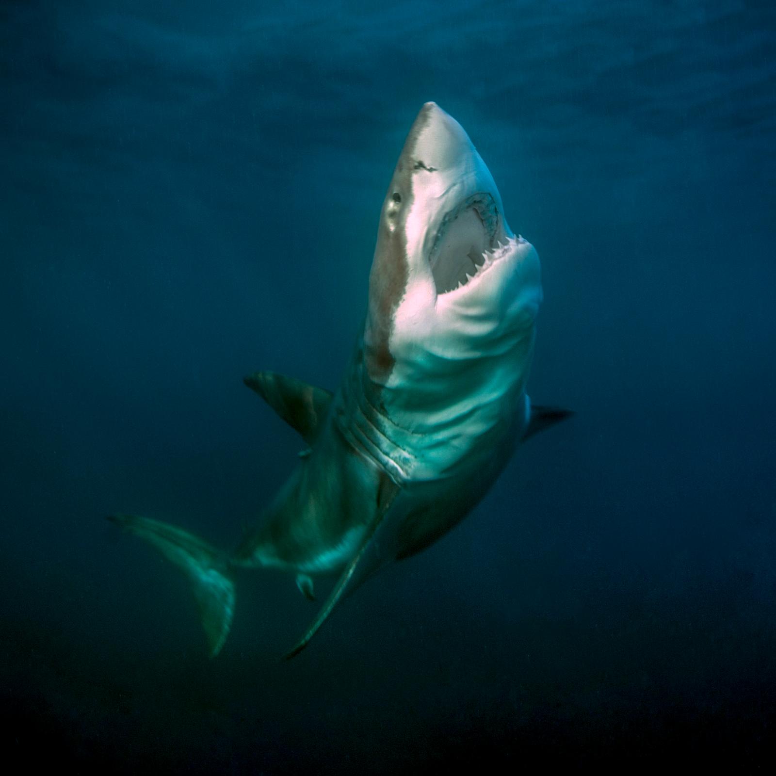 Los grandes peces oceánicos, en riesgo por el calentamiento de los mares