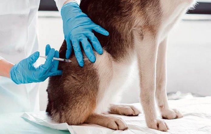 Los consumidores solicitan bonificaciones fiscales para aliviar los gastos veterinarios