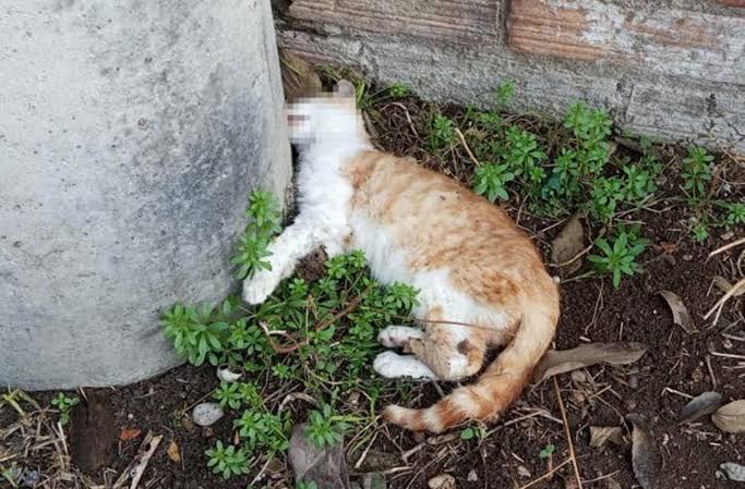Preocupación en Ceuta por la desaparición y muerte de gatos en varias colonias tras la crisis migratoria