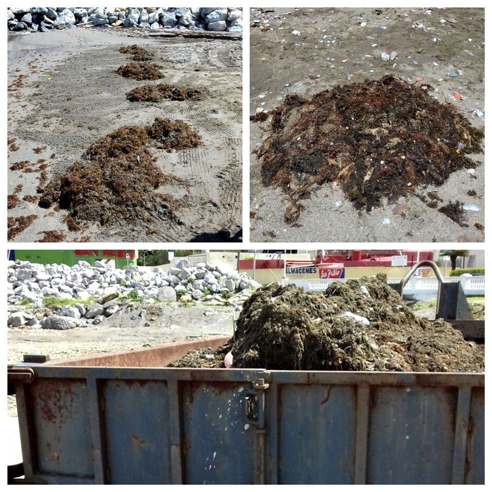 Retiran a diario una media de 15.000 kilos de algas de las playas