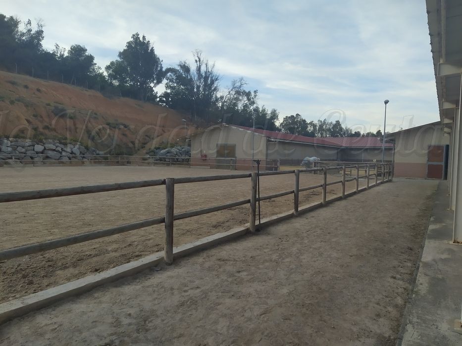 El Consejo de Gobierno aprueba el convenio con la Federación Hípica por 377.000 €