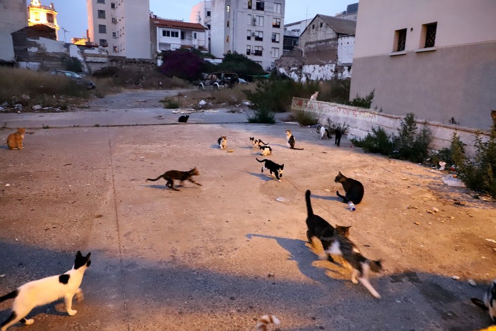 El Gobierno deja claro que no se va a paralizar la campaña de esterilización de gatos callejeros