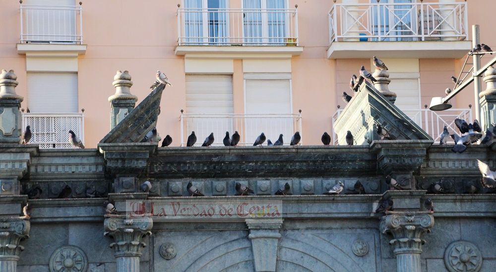 Cómo reducir la acción nociva de las palomas en las ciudades